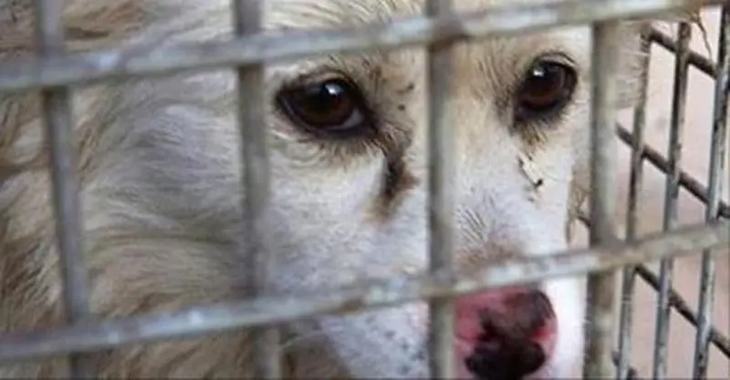 Canile di Sant’Ilario, la Cassazione annulla le assoluzioni degli imputati. La Leal: «Giustizia è fatta»\n