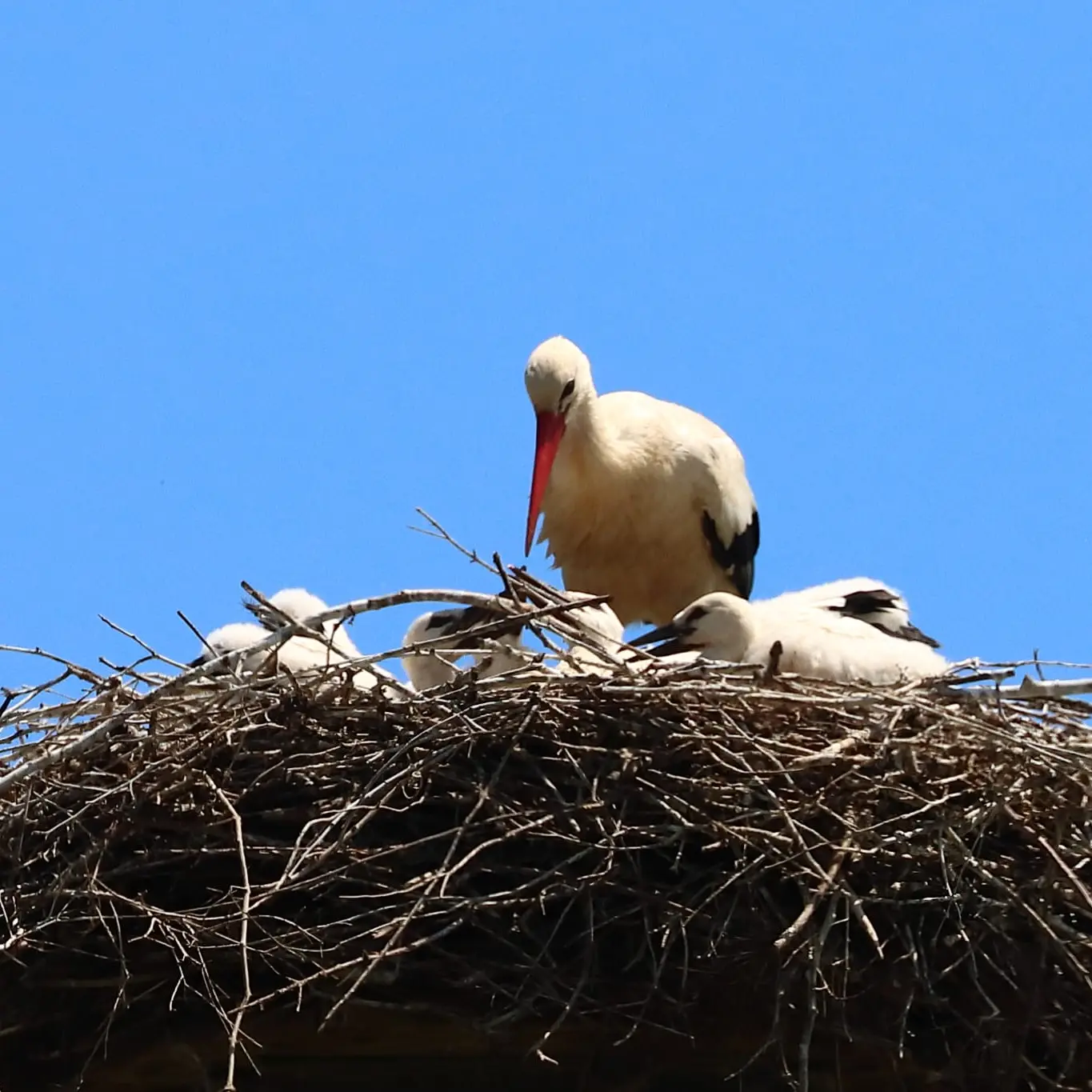 Cicogna bianca, nella Valle del Crati nati i primi piccoli del 2026: cresce la presenza della specie in Calabria\n