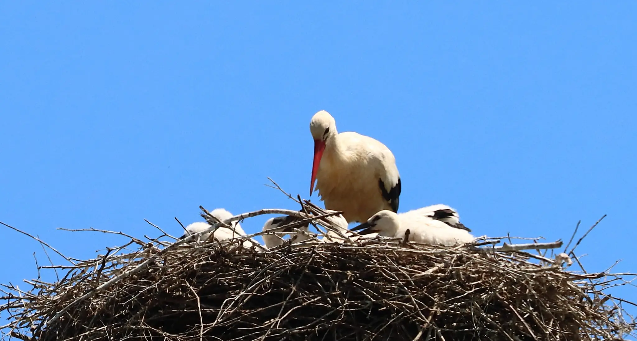 Cicogna bianca, nella Valle del Crati nati i primi piccoli del 2026: cresce la presenza della specie in Calabria\n