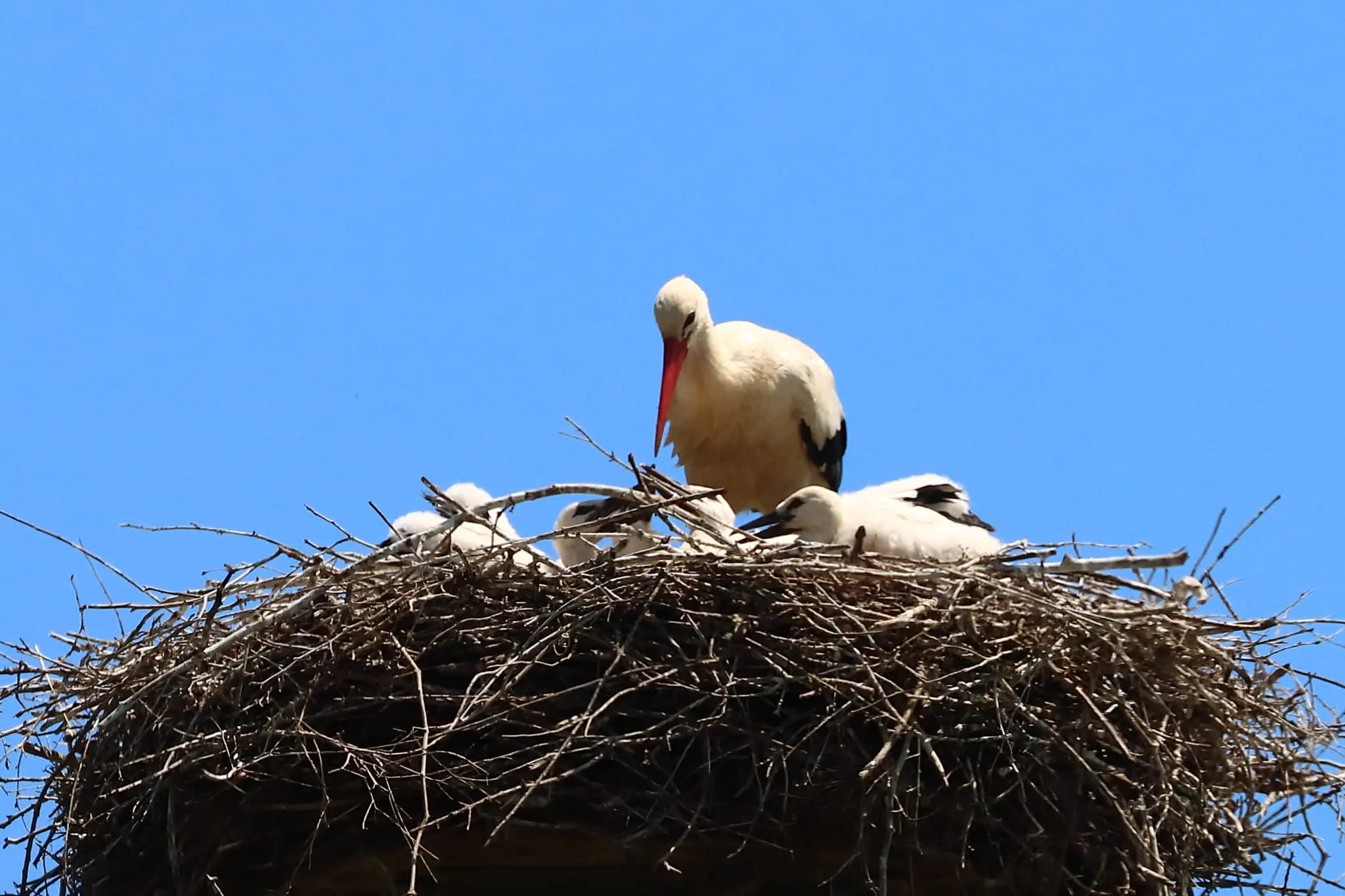 Cicogna bianca, nella Valle del Crati nati i primi piccoli del 2026: cresce la presenza della specie in Calabria\n