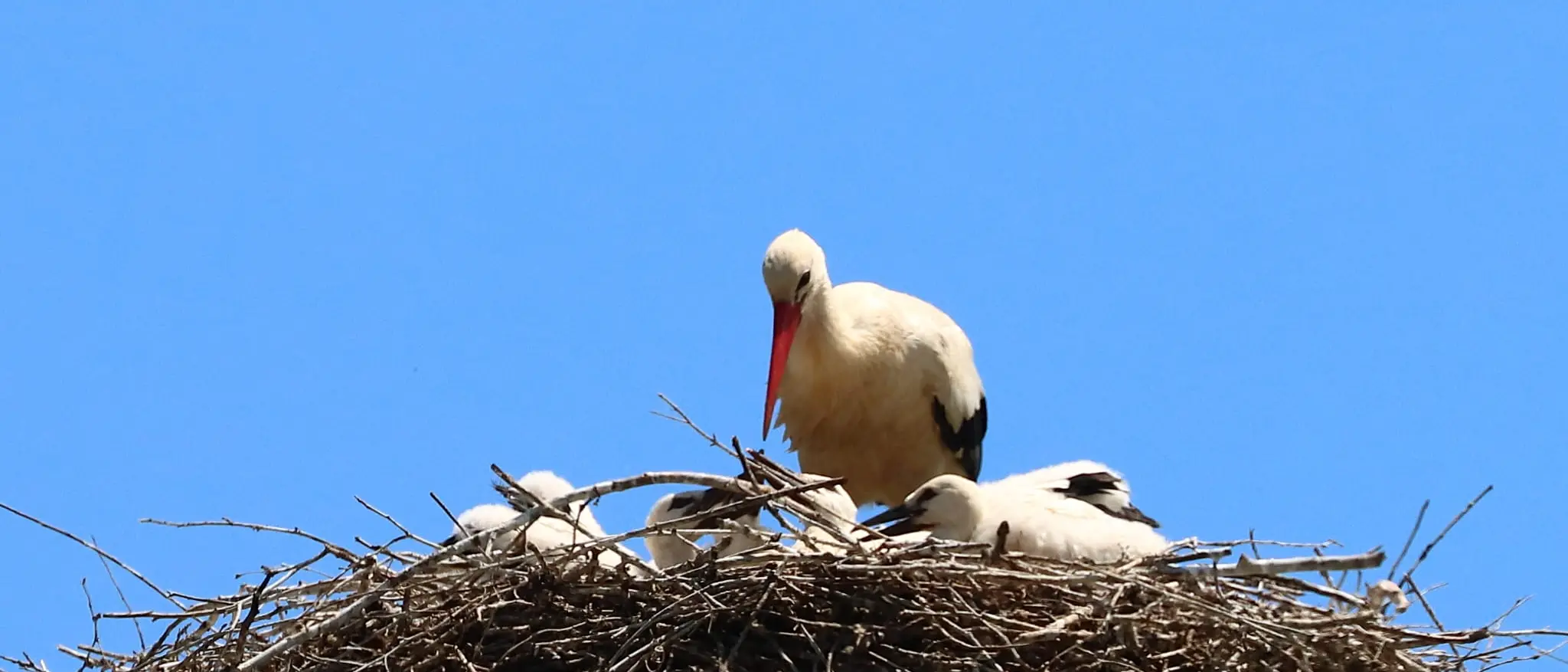 Cicogna bianca, nella Valle del Crati nati i primi piccoli del 2026: cresce la presenza della specie in Calabria\n