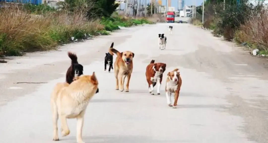 <p><span style=\"color:hsl(0, 75%, 60%);\">Emergenza randagismo</span>, tavolo tecnico a Vibo con Comune, Asp e Regione: «Soluzioni urgenti nel rispetto della normativa»</p>