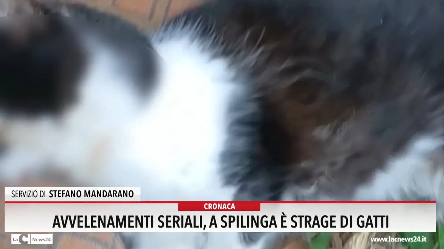 Avvelenamenti seriali, a Spilinga è strage di gatti