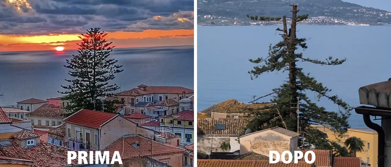 Araucaria storica di Pizzo “decapitata”, Italia Nostra: «Perché l’ordine di non toccare l’albero non è giunto prima?»\n