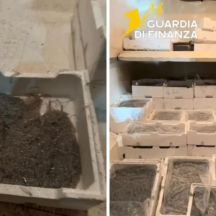 <p>Sequestrati 250 chili di novellame di sarda sulla Statale 106 nel Cosentino: era diretta in Sicilia</p>