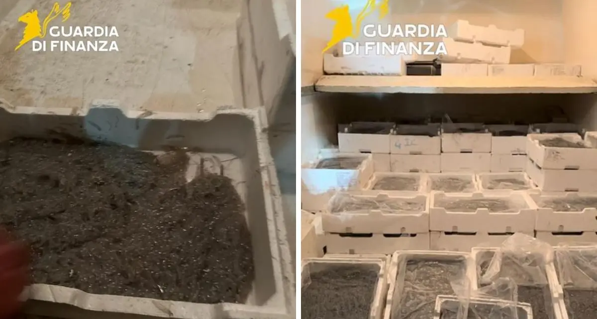 Sequestrati 250 chili di novellame di sarda sulla Statale 106 a Montegiordano\n