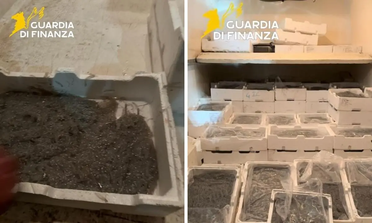 Sequestrati 250 chili di novellame di sarda sulla Statale 106 a Montegiordano\n