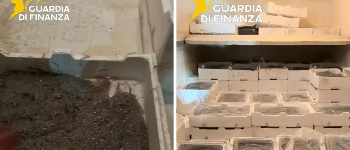 Sequestrati 250 chili di novellame di sarda sulla Statale 106 a Montegiordano\n