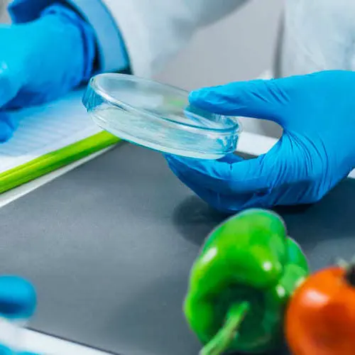 Malori dopo il pranzo in una scuola di Casole Bruzio, l’azienda: «Controlli ok, nessun agente patogeno»\n