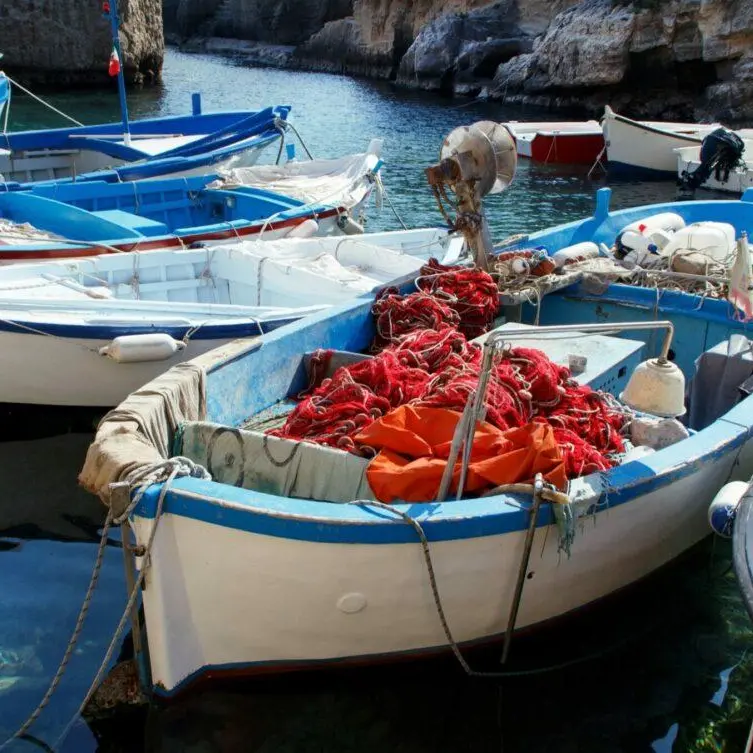 Pescherecci ancora fermi a Schiavonea, Gallo: «Problema nazionale»\n