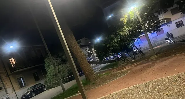 Santa Caterina, crolla un pino nella piazzetta: scatta l’allarme sulla sicurezza del verde pubblico\n