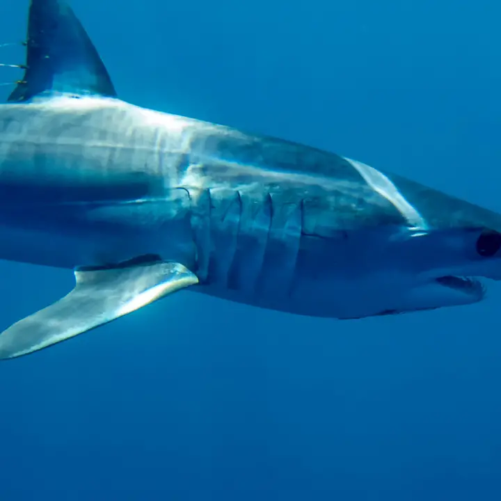 Squalo urta una barca al largo di Gallipoli: attimi di paura tra i pescatori\n