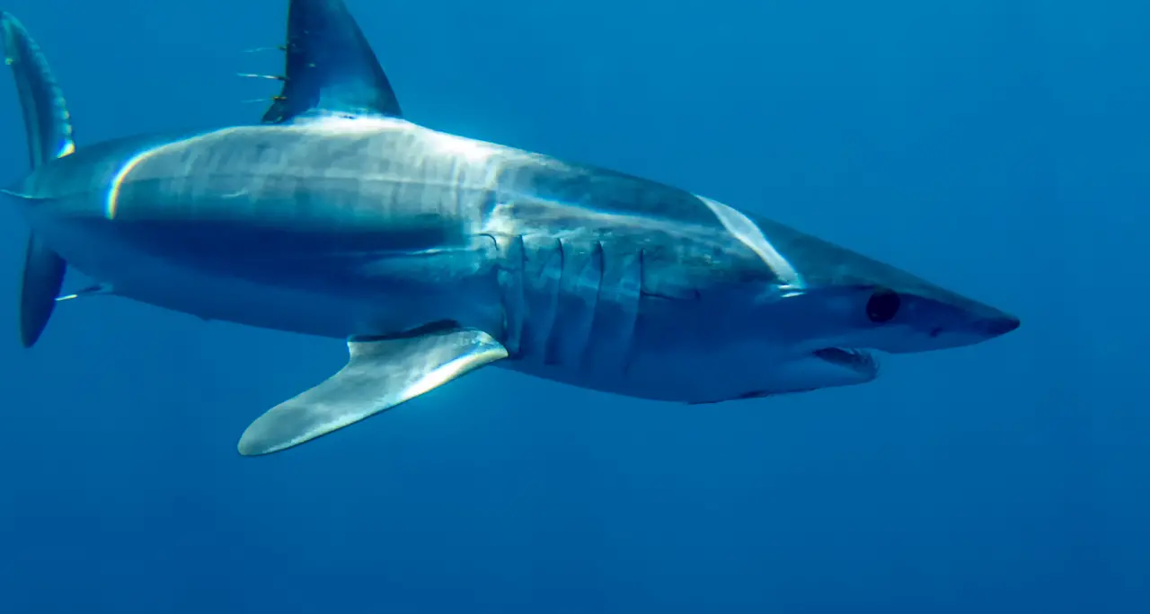 Squalo urta una barca al largo di Gallipoli: attimi di paura tra i pescatori\n