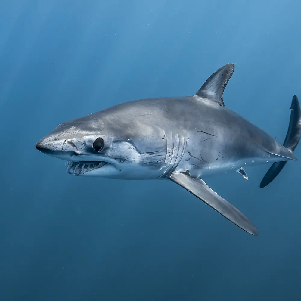 Un grosso squalo attacca un motoscafo a Gallipoli, paura per i pescatori\n