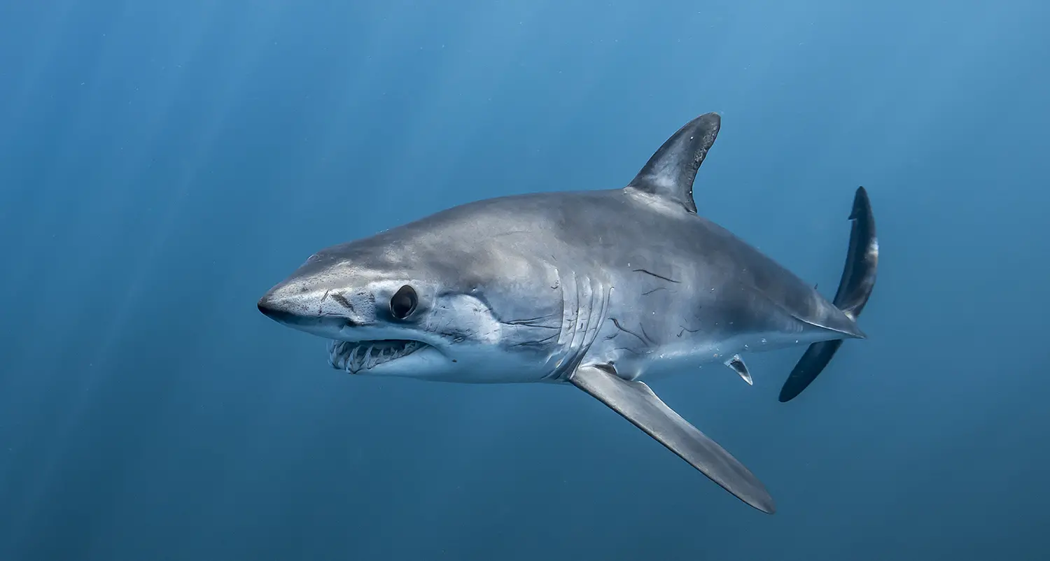 Un grosso squalo attacca un motoscafo a Gallipoli, paura per i pescatori\n