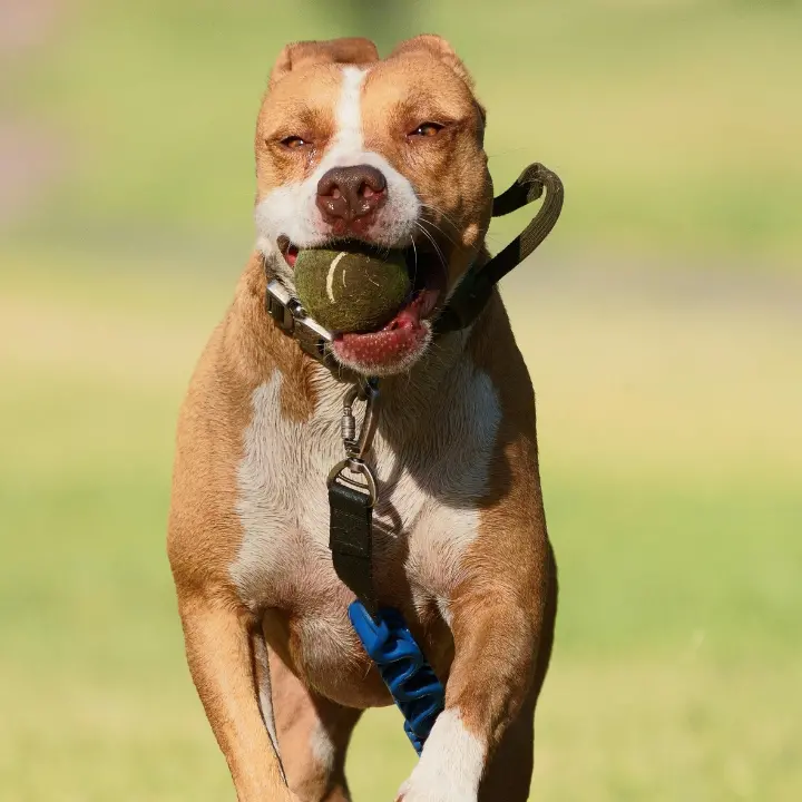 Donna aggredita dal suo pitbull\u00A0ad Ischia, è ancora grave: amputata una gamba\n