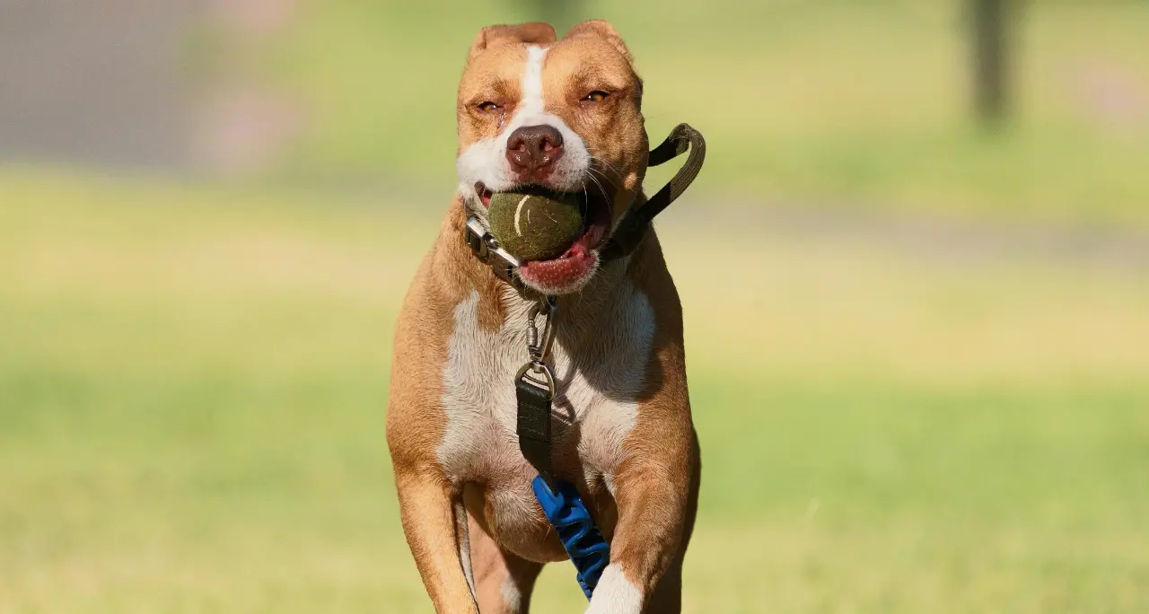 Donna aggredita dal suo pitbull\u00A0ad Ischia, è ancora grave: amputata una gamba\n