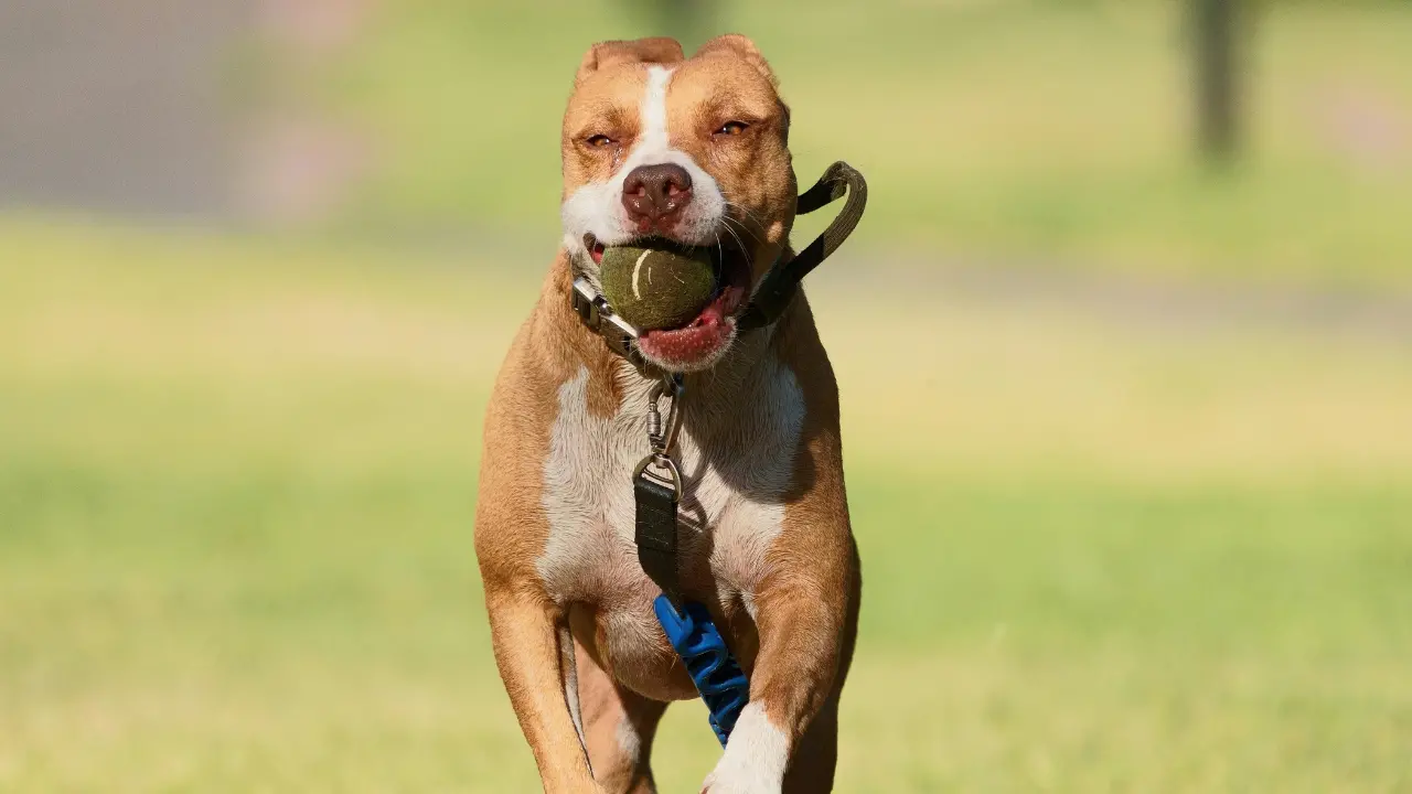 Donna aggredita dal suo pitbull\u00A0ad Ischia, è ancora grave: amputata una gamba\n