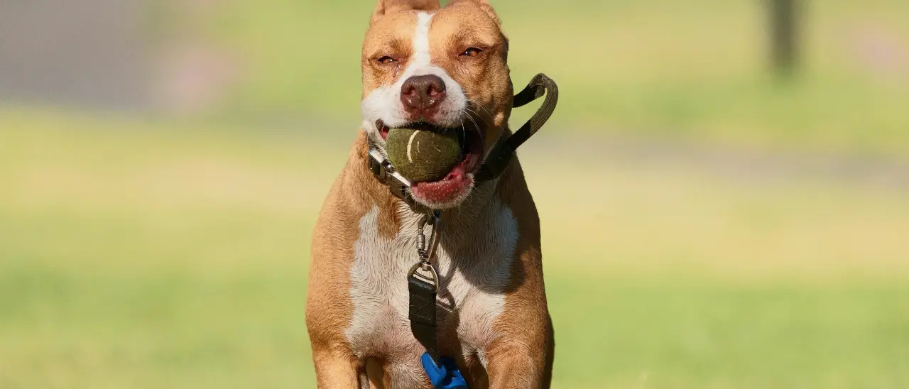 Donna aggredita dal suo pitbull\u00A0ad Ischia, è ancora grave: amputata una gamba\n
