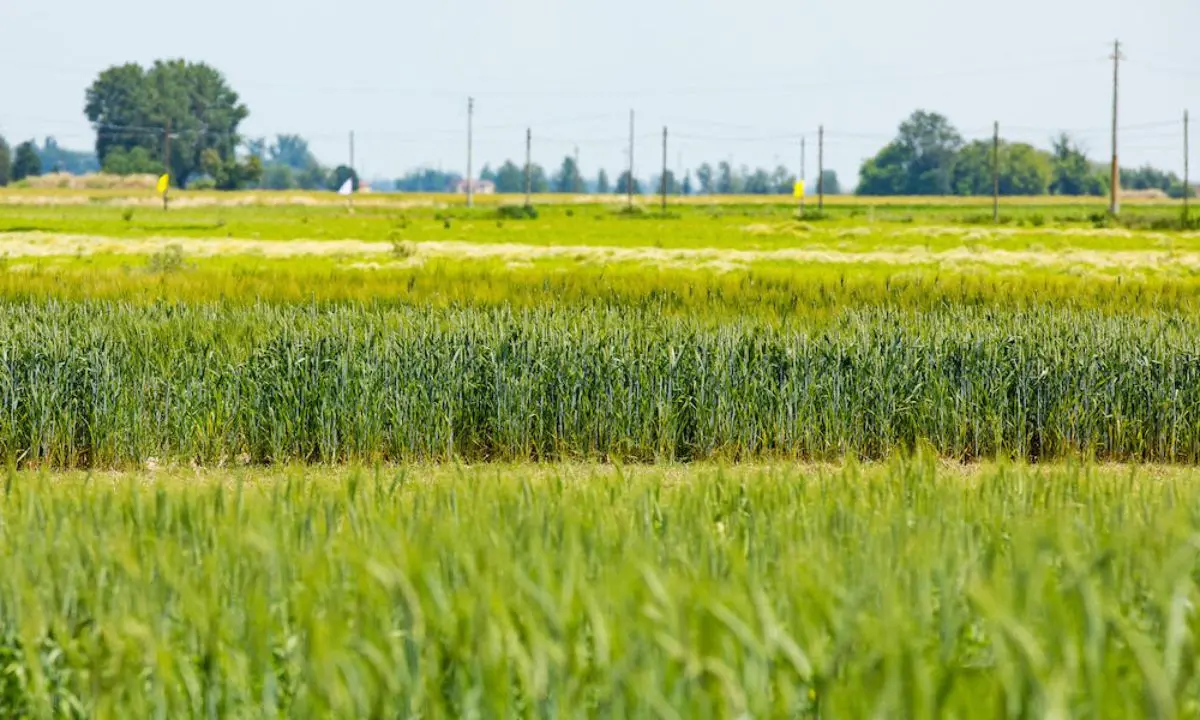 San Marco Argentano, dagli Usa un orto comune per coltivare salute e comunità\n