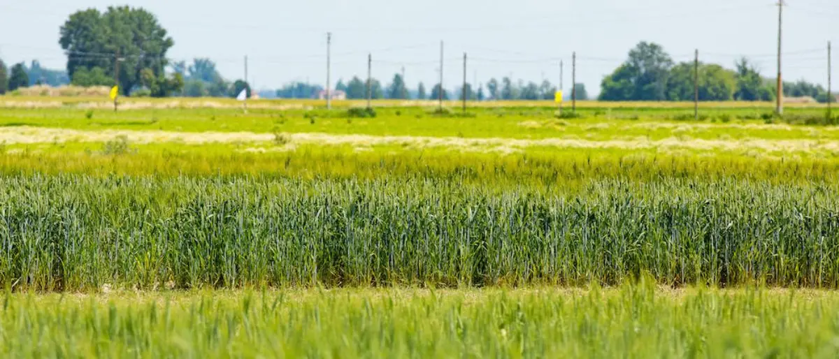 San Marco Argentano, dagli Usa un orto comune per coltivare salute e comunità\n