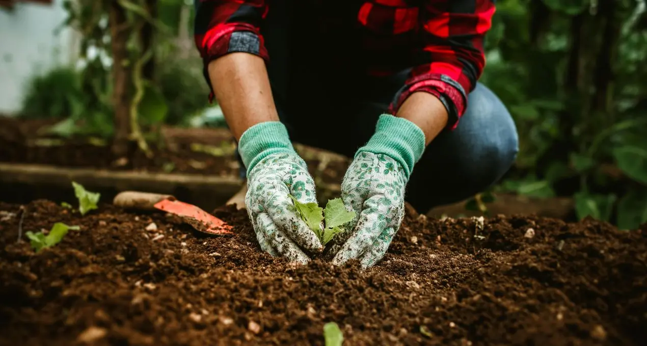 Dagli Usa alla Calabria: emigrato regala 6mila mq di terra per un orto condiviso (bio)\n