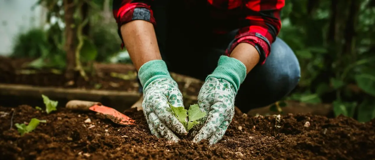 Dagli Usa alla Calabria: emigrato regala 6mila mq di terra per un orto condiviso (bio)\n
