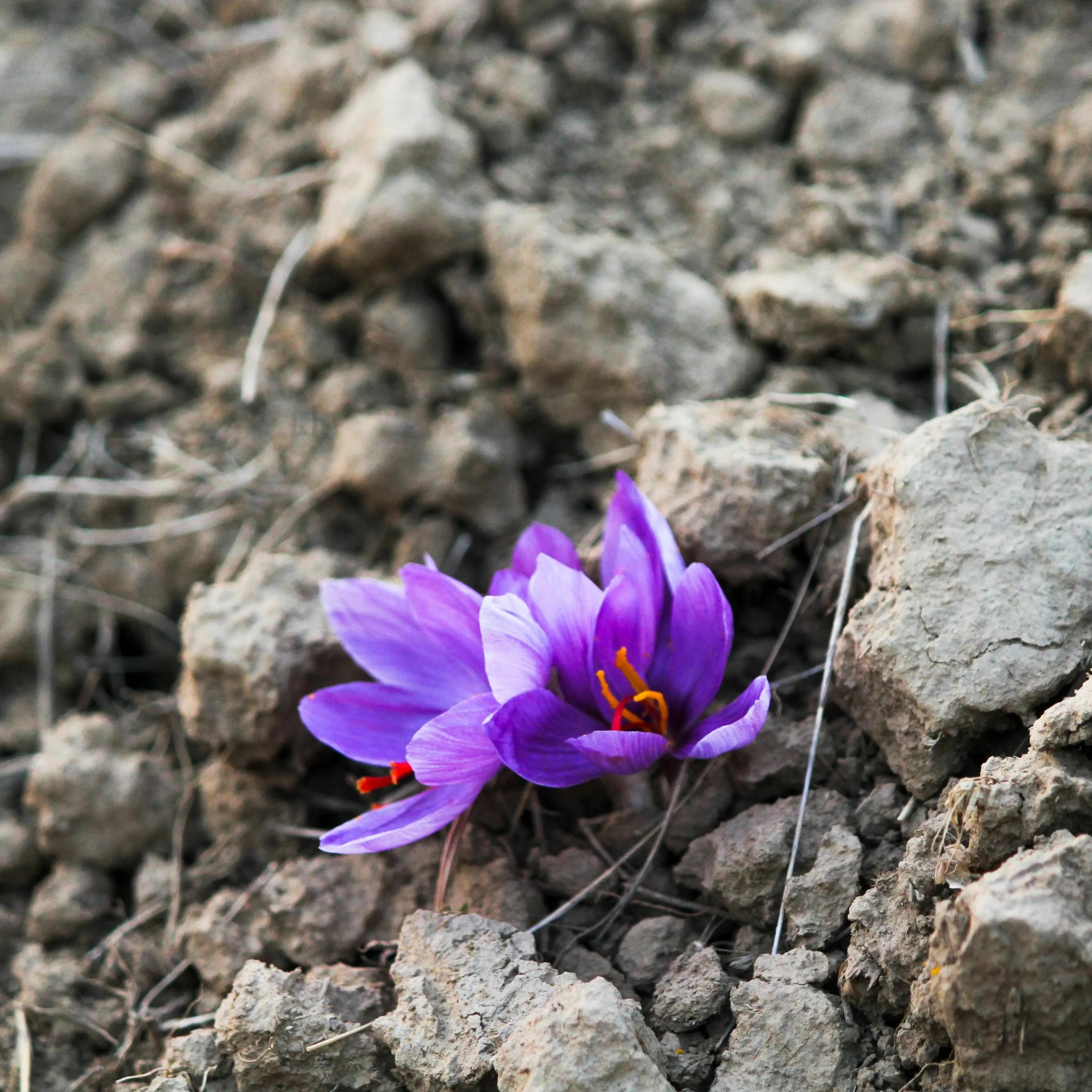 Il blocco di Internet danneggia l’export di zafferano dall’Iran, produttore del 90% dell’offerta globale\n