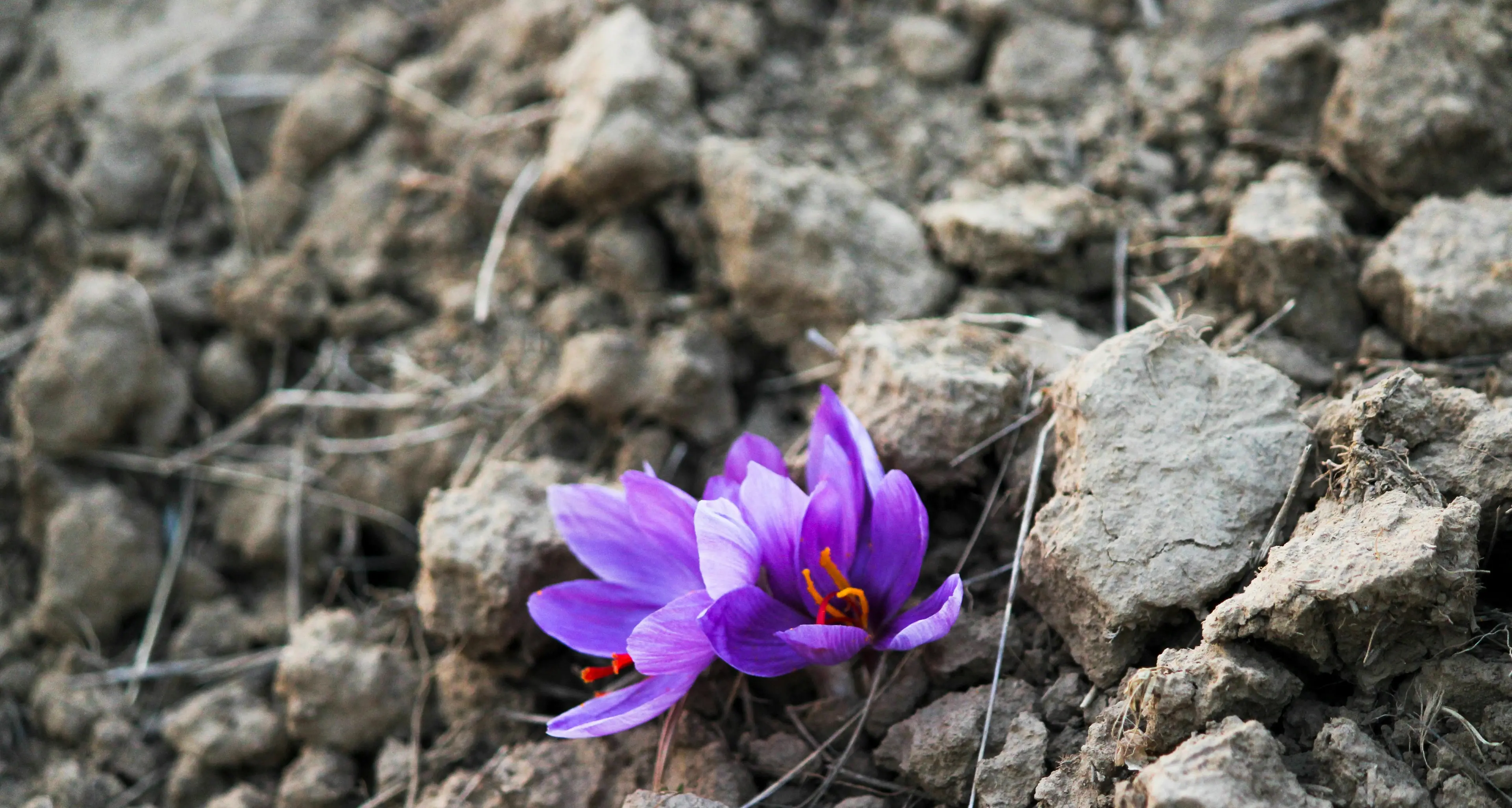 Il blocco di Internet danneggia l’export di zafferano dall’Iran, produttore del 90% dell’offerta globale\n