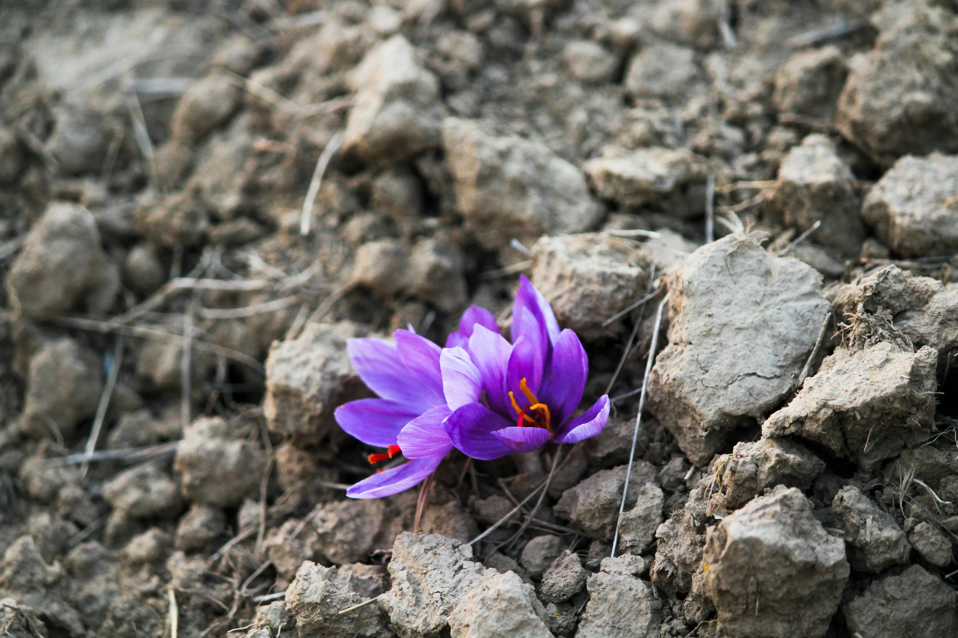 Il blocco di Internet danneggia l’export di zafferano dall’Iran, produttore del 90% dell’offerta globale\n