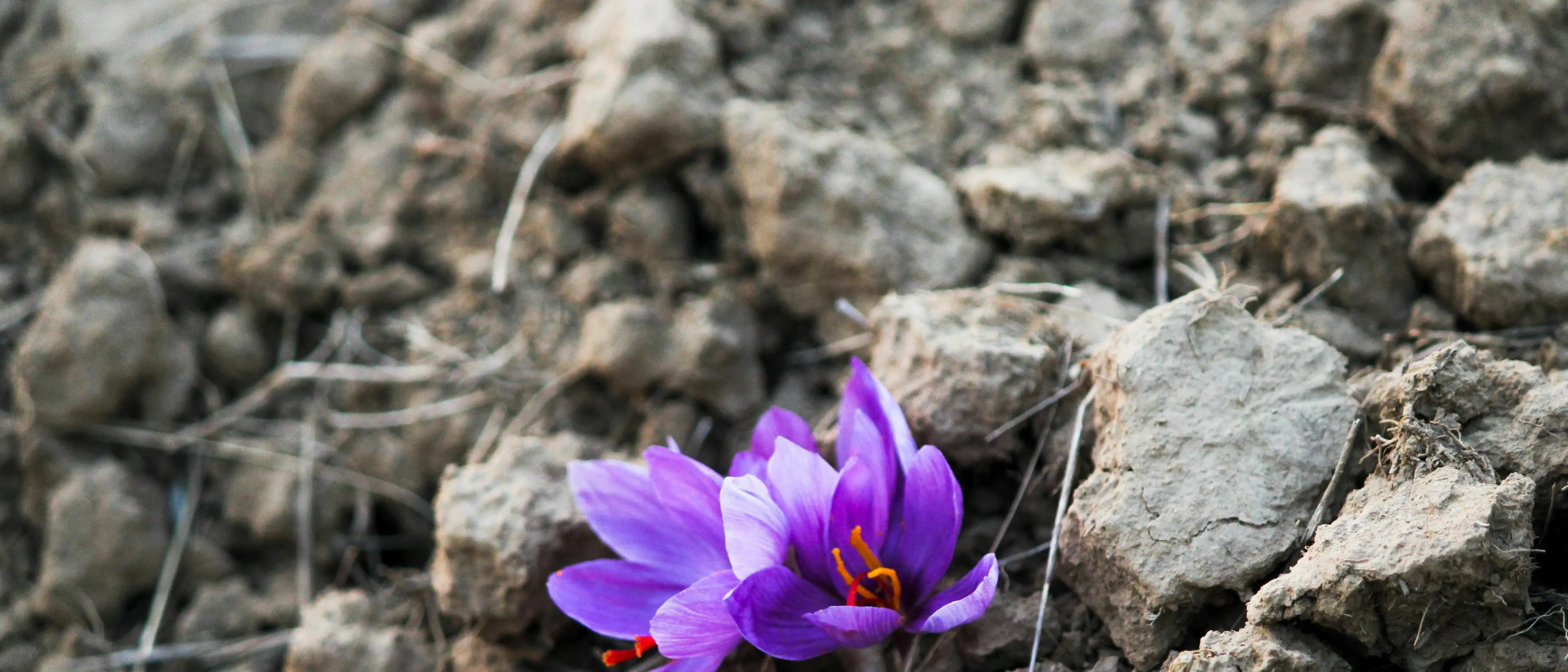 Il blocco di Internet danneggia l’export di zafferano dall’Iran, produttore del 90% dell’offerta globale\n