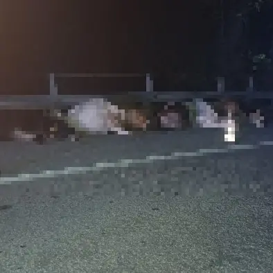 Mucche in strada, tre feriti e 7 bovini morti in scontro nell'Avellinese\n