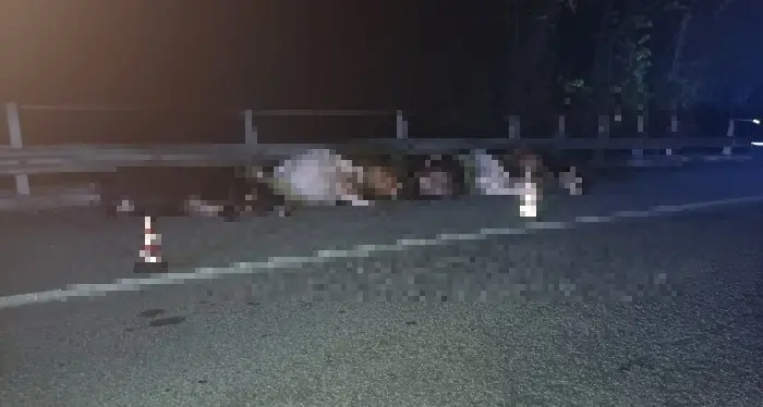 Mucche in strada, tre feriti e 7 bovini morti in scontro nell'Avellinese\n