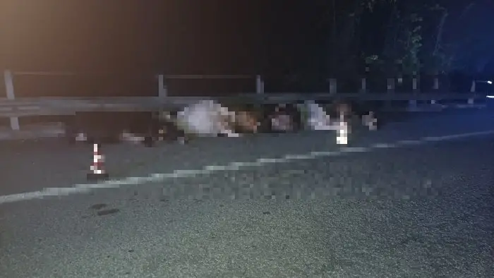 Mucche in strada, tre feriti e 7 bovini morti in scontro nell'Avellinese\n