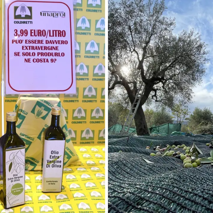 Olivicoltura sotto attacco, Coldiretti Calabria denuncia: «Costi oltre 9 euro al litro e prezzi insostenibili»\n