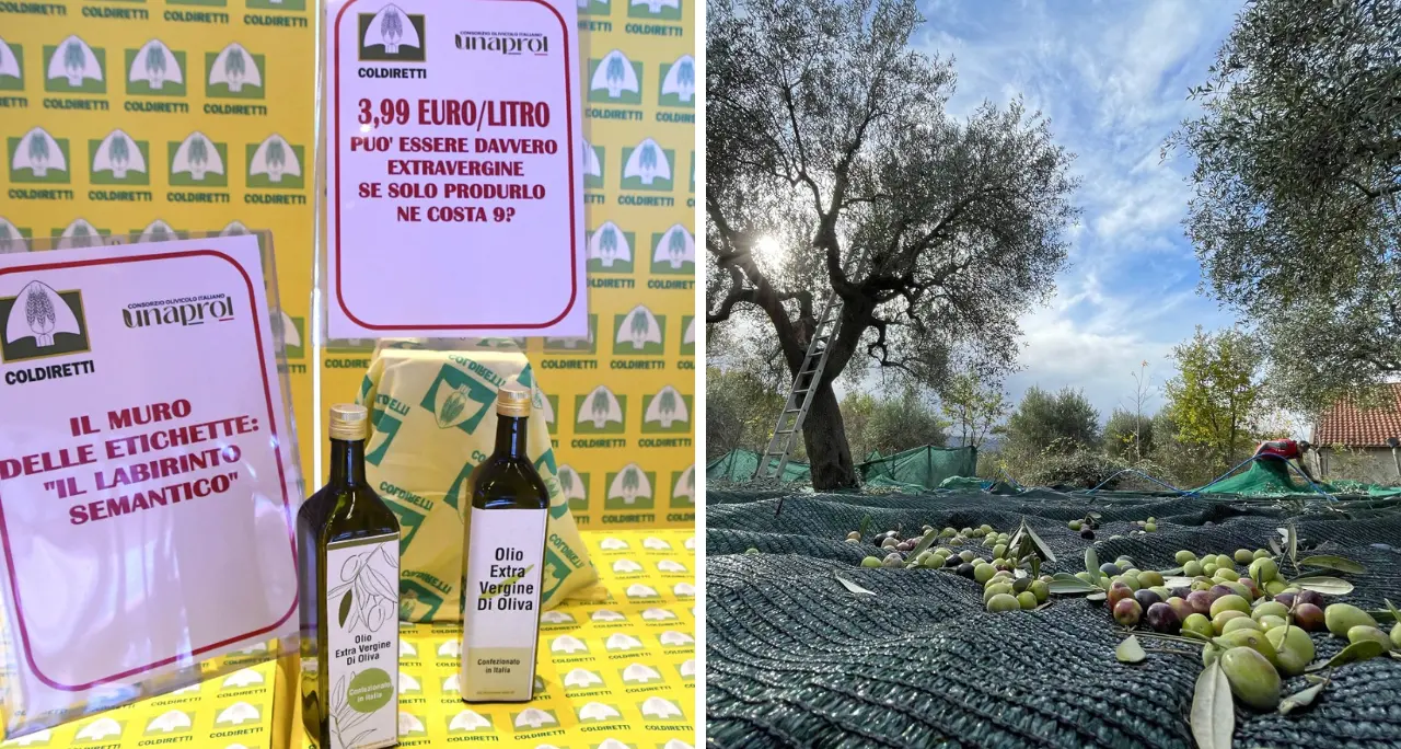 Olivicoltura sotto attacco, Coldiretti Calabria denuncia: «Costi oltre 9 euro al litro e prezzi insostenibili»\n