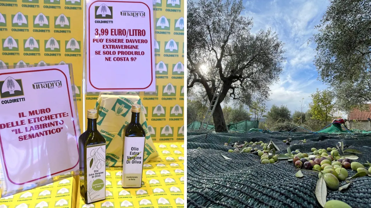 Olivicoltura sotto attacco, Coldiretti Calabria denuncia: «Costi oltre 9 euro al litro e prezzi insostenibili»\n