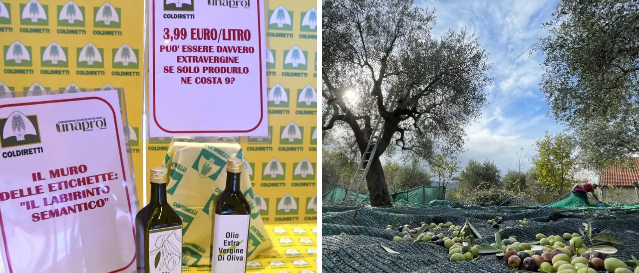Olivicoltura sotto attacco, Coldiretti Calabria denuncia: «Costi oltre 9 euro al litro e prezzi insostenibili»\n