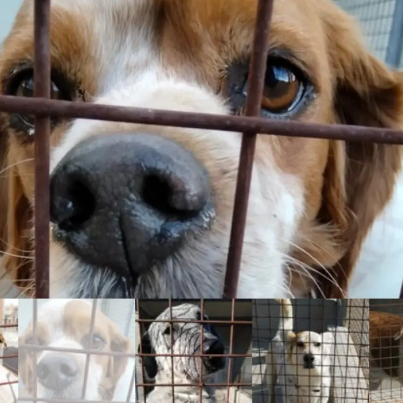 Canile di Mortara, scontro tra Comune e volontari: “Sine titulo dopo 10 anni di attività”\n