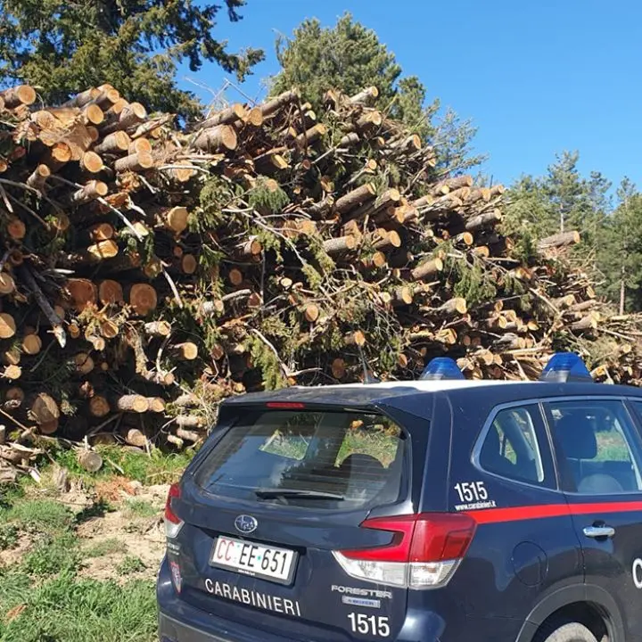 Tagli boschivi e legname, raffica di irregolarità nei controlli in provincia di Cosenza\n
