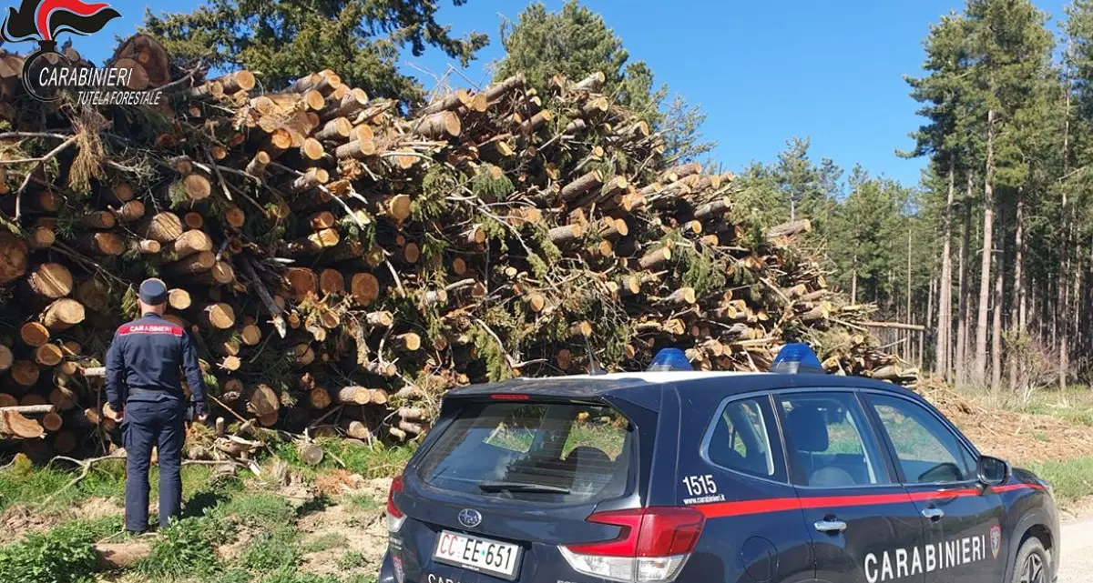 Tagli boschivi e legname, raffica di irregolarità nei controlli in provincia di Cosenza\n