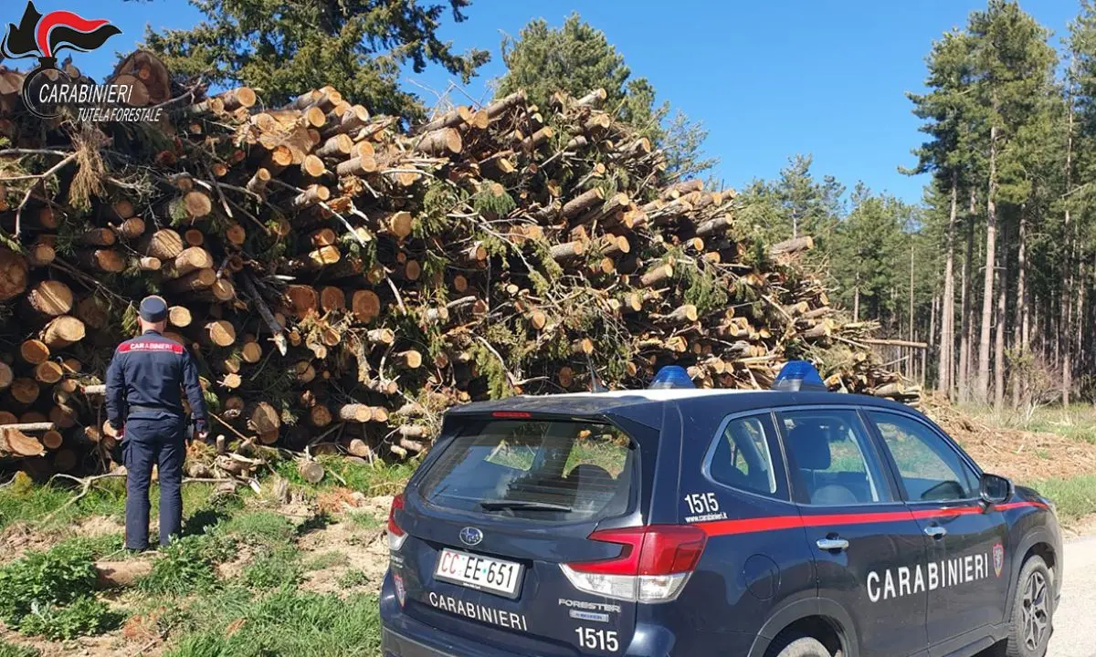 Tagli boschivi e legname, raffica di irregolarità nei controlli in provincia di Cosenza\n