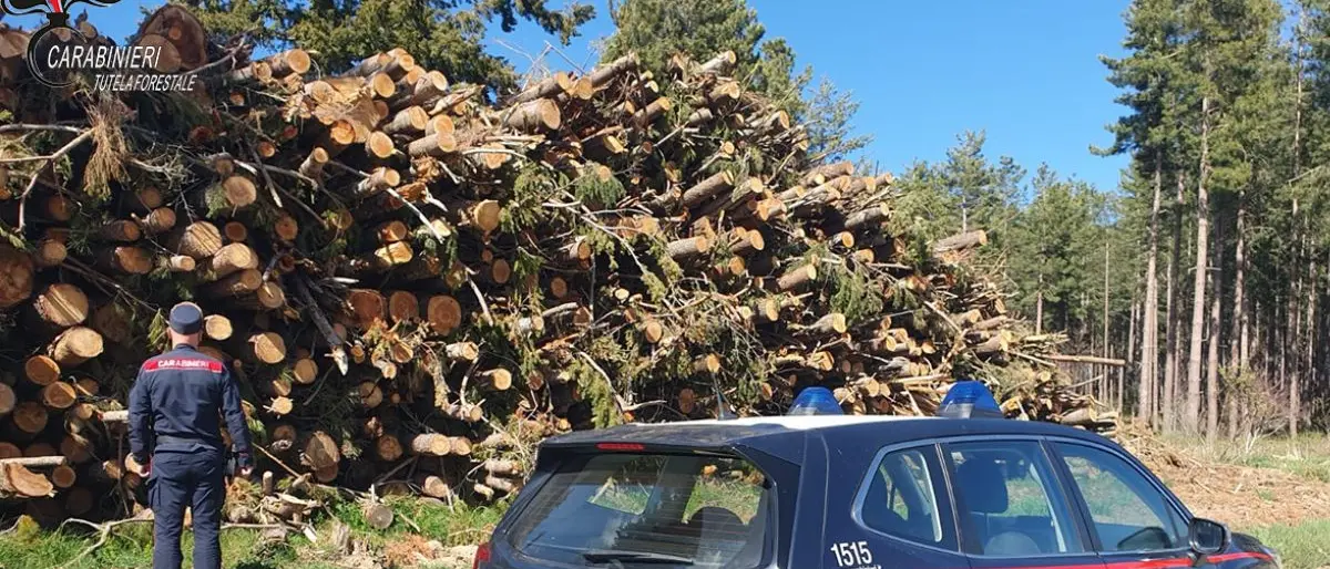Tagli boschivi e legname, raffica di irregolarità nei controlli in provincia di Cosenza\n