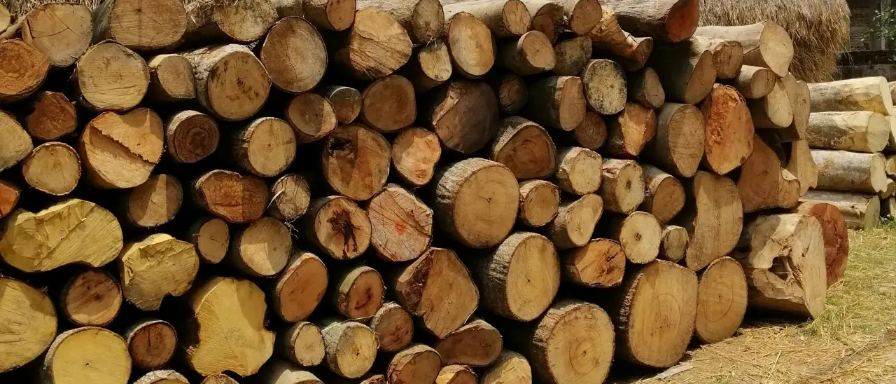Le mani della cosca di Mesoraca su rifiuti e centrali a biomasse: l’accusa invoca 31 condanne e 37 assoluzioni - NOMI\n