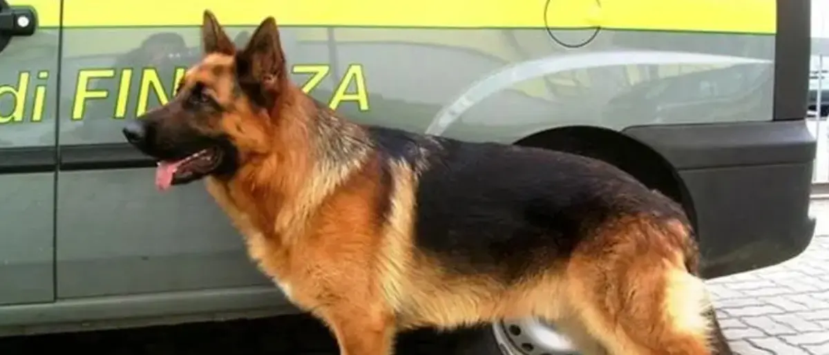 Viaggiava con 54 chili di cocaina, rito abbreviato a Roma per imputato di Ricadi\n