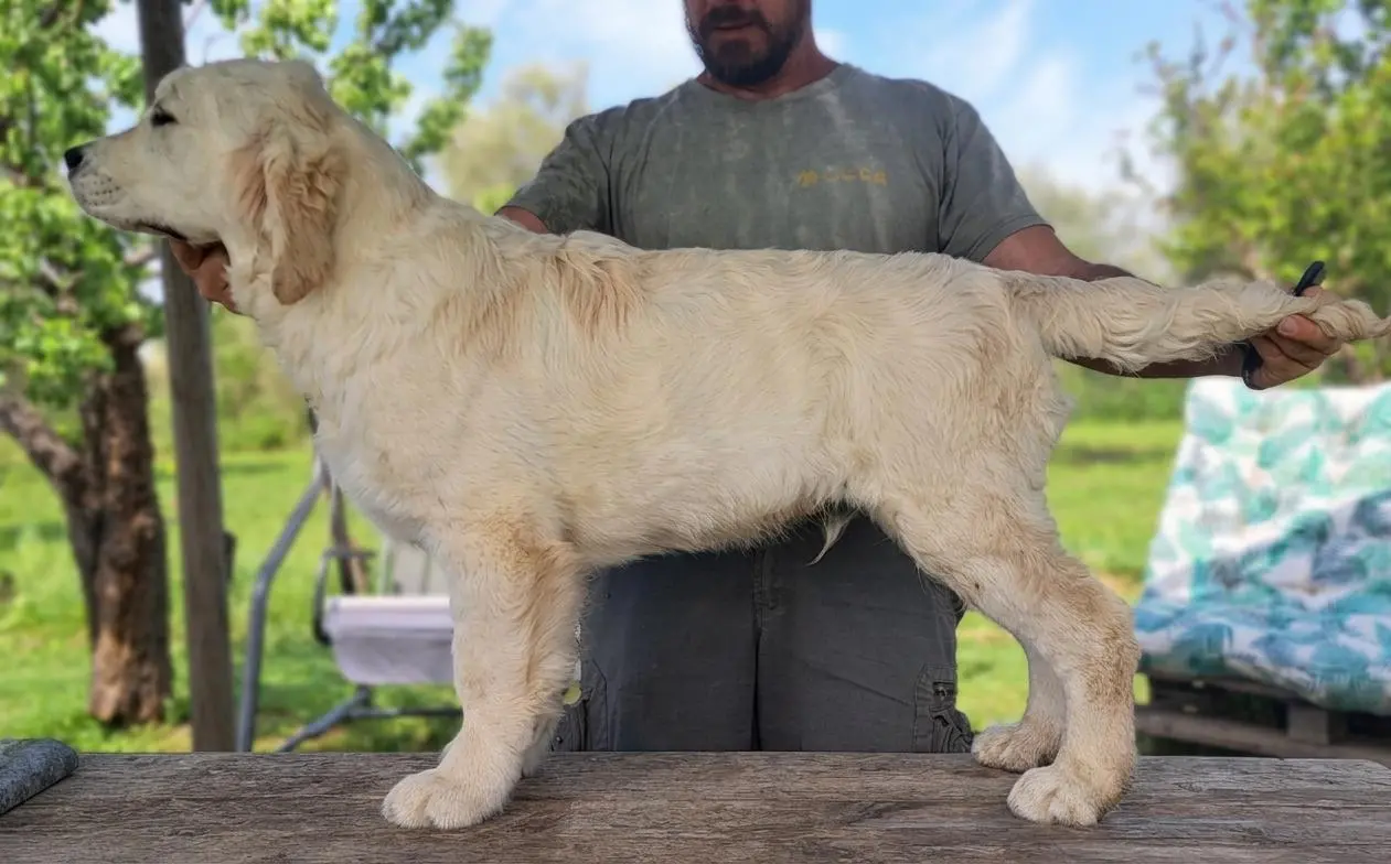 Toscana e Calabria unite dalla solidarietà: il cucciolo “Asso” è pronto a far parte della famiglia di Equipariamo Natural Therapy di Catanzaro\n