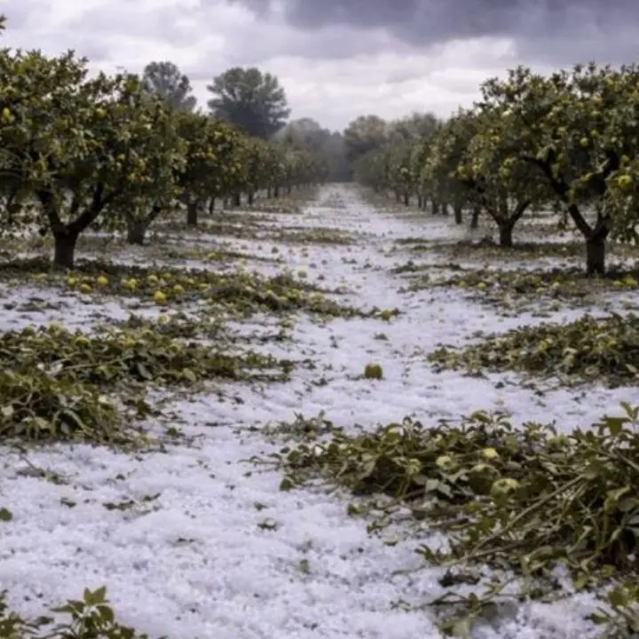 Alto Ionio, la Regione chiede lo stato di calamità per i danni al comparto agricolo\n