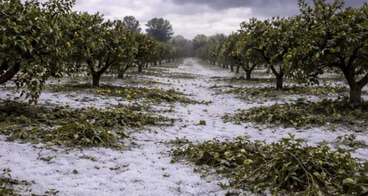 Alto Ionio, la Regione chiede lo stato di calamità per i danni al comparto agricolo\n