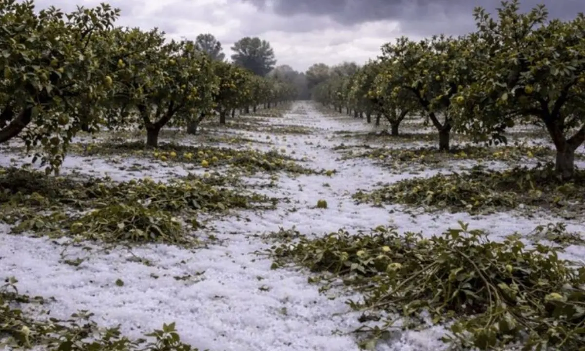 Alto Ionio, la Regione chiede lo stato di calamità per i danni al comparto agricolo\n