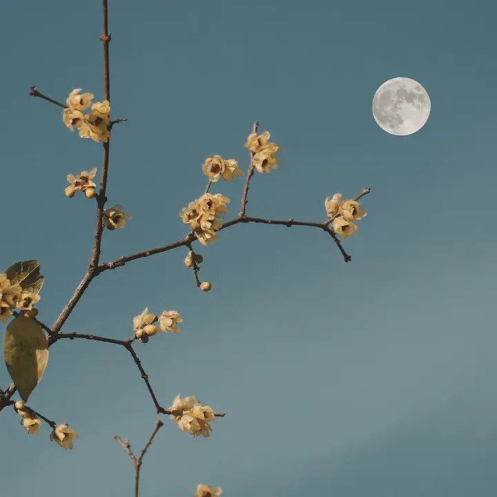 Tutti con il naso all’insù stasera, arriva la Luna dei fiori: il suo significato e quando vederla